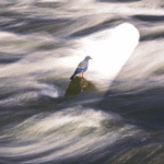 Gathering Disciples: Surprised by the Supernatural