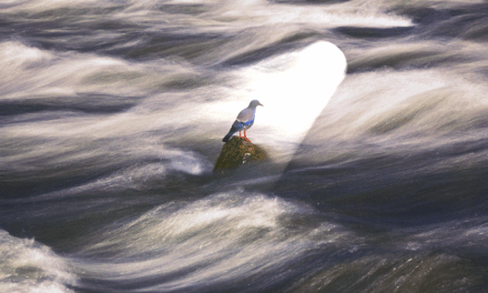 Gathering Disciples: Surprised by the Supernatural