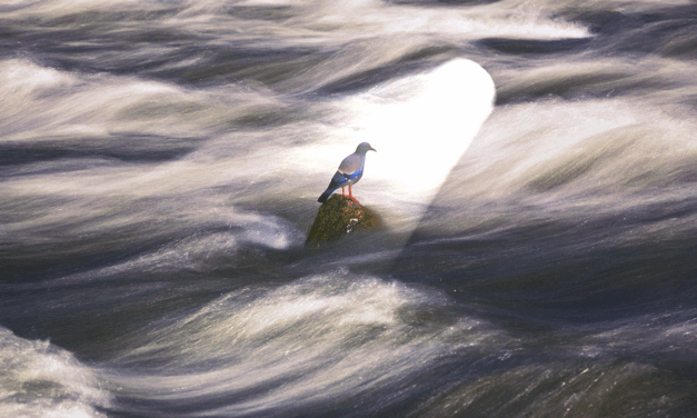 Gathering Disciples: Surprised by the Supernatural
