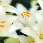 Consider the Lilies: Timeless Truth for Modern Culture