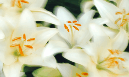 Consider the Lilies: Timeless Truth for Modern Culture
