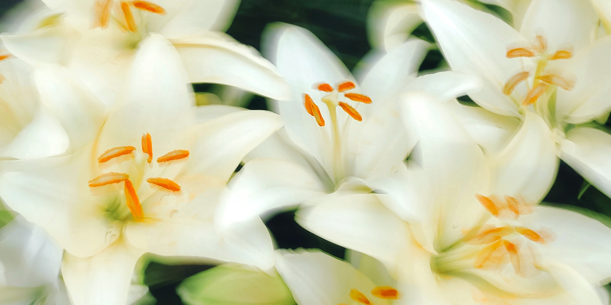 Consider the Lilies: Timeless Truth for Modern Culture